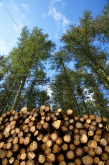 Stack of freshly cut trees in a forest.