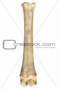 The leg bone of a sheep.