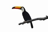 The cut out toucan