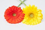 Couple of red and yellow gerbera flowers on white