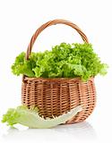 green leaves lettuce in the basket