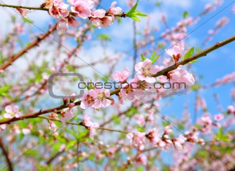 Chinese new year decoration flower-peach blossom