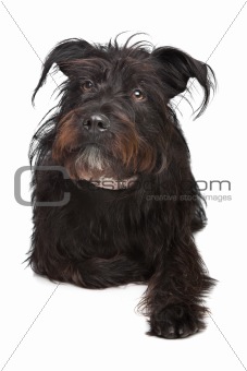 black mixed breed dog