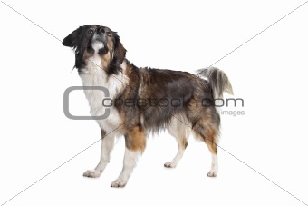 mixed breed tri-colored dog