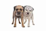 Old and Young border terrier dogs