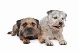 Old and Young border terrier dogs
