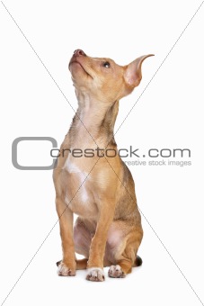 mixed breed chihuahua and miniature Pincher dog
