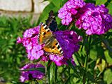 butterfly on lilac flower