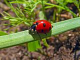 ladybug     