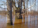 flood in wood