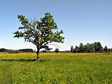 oak on green field