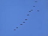 geese in turn blue sky 