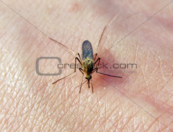 midge on hand of the person