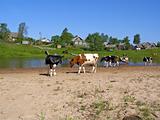 cows near river       
