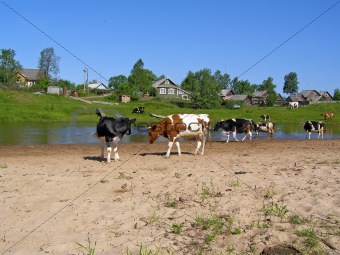 cows near river       