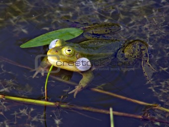 frog in marsh