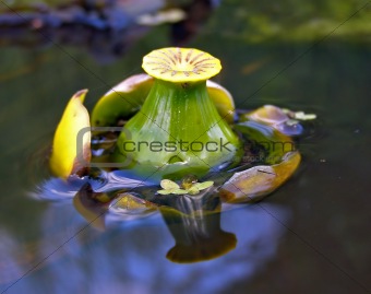 bud of the flower to lilies on water