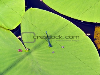 dragonfly on sheet of the water lily   
