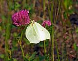 butterfly on flower of the dutch clover 