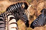 Two Zebras Touching Noses