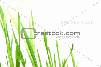 Green wheat grass