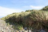 beale rocky beach sand dunes
