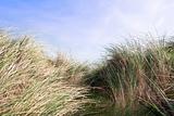 tall sand dune reeds