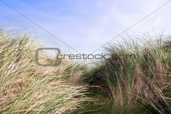 tall sand dune reeds