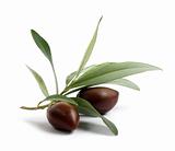 Fresh olive tree branch with olives