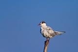 common terns 