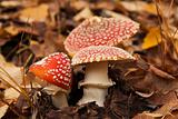 three red mushrooms (toadstool) with fall leaves on background