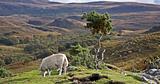 single sheep on hill in scotland