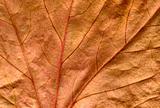 A preserved dead brown ivy leaf close up background.