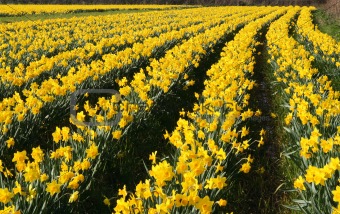 A field of daffodils in bloom, Cornwall, UK.