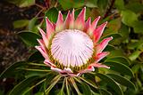 A king protea plant (Cynaroides) in bloom.
