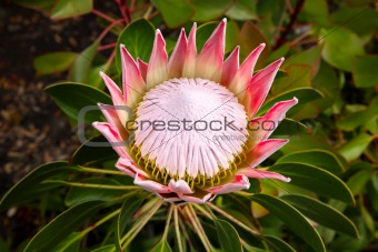 A king protea plant (Cynaroides) in bloom.