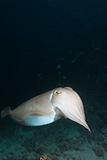 Cuttlefish cruise