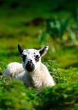 Welsh Lamb