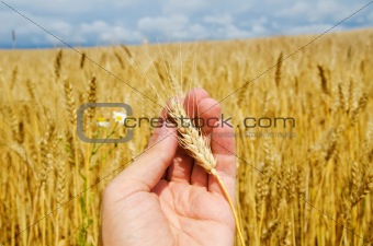 gold harvest in hand