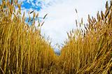 golden barley