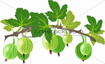 Fresh garden gooseberry on a branch with leaves