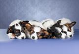 Four small sleeping Papillon Puppies
