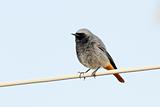 Black Redstart On The Cable