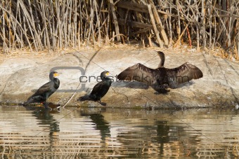 Cormorants By The Water