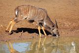 Nyala antelope drinking