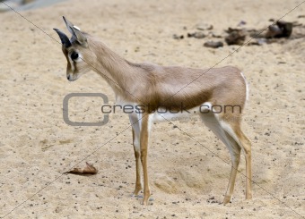 Small gazelle