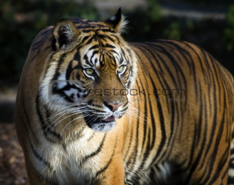 Sumatran tiger panthera tigris sumatrae