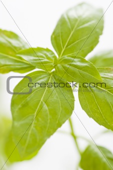 Close up of Basil leaves