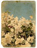 Blooming flower of jasmine. Old postcard.