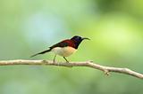 male black throated sunbird